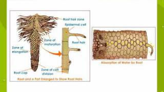 Absorption root [upl. by Nospmas]