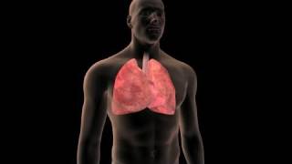 Lung Cancer Prevention [upl. by Alexa]