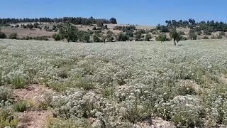 Kuraklık kekik üreticisini de vurdu [upl. by Auohc]