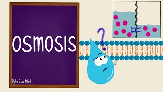 Osmosis  Osmolarity  Osmotic Equilibrium  Transport Across the Cell Membrane  Cell Physiology [upl. by Aistek32]