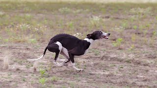 How to Help Your Whippet Get Along with Other Dogs [upl. by Odama]