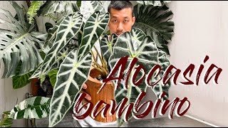 Alocasia Bambino Care Tips and Propagation  WITH UPDATES [upl. by Wyck477]