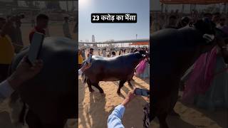 23 Crore ka bhainsa Anmol animals buffalo pushkar [upl. by Sidnak679]