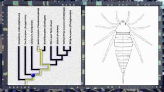 Evolucion de los arácnidos [upl. by Assetal]