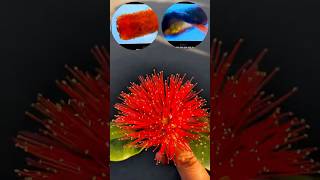 Micro Master view of Pohutukawa Flower  NZ Christmas Tree Fun Fact christmastree microscope kiwi [upl. by Tillman]