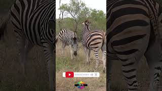 Rare Spotted Zebra Truth About Zebra Stripes Revealed Shorts [upl. by Eversole]