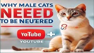 Why male cats need to be neutered  Benefits of neuteringSpaying cat [upl. by Erle636]