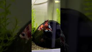 Betta fish 🐬🐋💫🧡♥️betta bettafishtanks fishtanks [upl. by Stefanie]