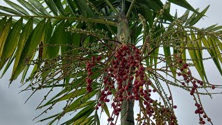 Palmeira 🌴 Solitária  Elegance como germinar fácil e simples [upl. by Llerrej]