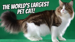 Meet the Maine Coon The Gentle Giant of the Cat World [upl. by Lyndel]