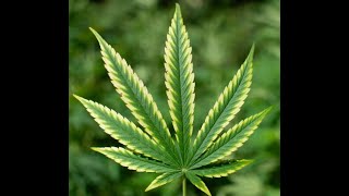 Cannabis im Alter Wie Senioren von der Heilkraft der Pflanze profitieren könnten [upl. by Dorthy746]