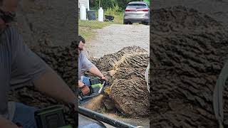 20quot Greenworks commercial 82v chainsaw full bar cut on a 36quot ash cordless battery [upl. by Niriam904]