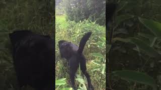 Puppies Frolicking In A Milkweed Meadow  Who Could Resist Watching That [upl. by Rim]