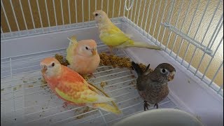 Bird Focus  Bourkes Parakeet  Diet Breeding and Colours [upl. by Siver]