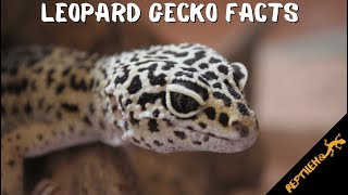 8 Leopard Gecko Facts Youll Want To Know [upl. by Lamaj80]