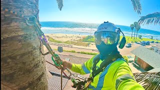 Cepillado de valona sacando Semillas con gancho de fruto Phoenix canariensis [upl. by Myrtle]