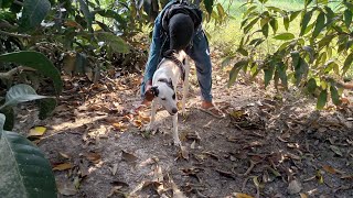 man and dog with mating [upl. by Debbee]