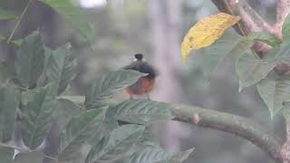 Cossipha heuglini  Cosifa de heuglin  white browed Robin chat [upl. by Llewej]