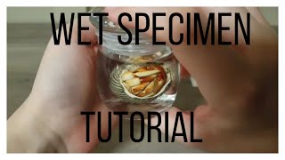 Wet Specimen Tutorial  How to Make a Small Wet Specimen  Oddities [upl. by Rennie97]