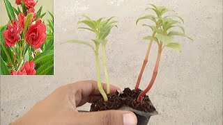 How To Grow Balsam From Seed Grow Balsamine Rose from seeds [upl. by Kariv357]