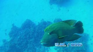 Egypt Napoleonfish Red sea  NapoleonLippfisch [upl. by Collyer]