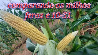 comparando milhos 1051 e feroz  plantio e colheita [upl. by Ahsieki]