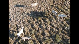 Nunavut Arctic Drone Footage 4k [upl. by Demahum]