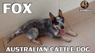 Adestrando um Australian Cattle Dog Blue Heeler de 6 meses [upl. by Pravit911]