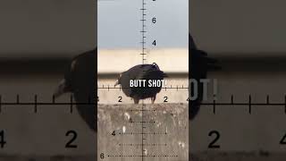 Butt Shot on a Sky Rat  Air Rifle Pest Control [upl. by Allissa]