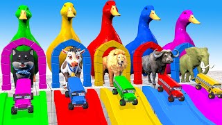 5 Giant Duck Cartoon Cow Dog Elephant Lion Paint Wild Animals Crossing Fountain Animation 5 [upl. by Bruyn]