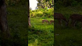 deer bandipurtigerreserve Bandipur national forest [upl. by Colbye]