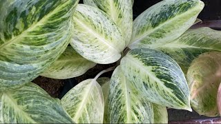 AGLAONEMA Plants [upl. by Nesila]