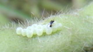 Telenomus Podisi parasitando ovos de Percevejo da Soja [upl. by Audrey620]