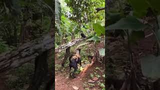 Penangkapan anak macan kumbang di lereng gunung syawal cat petualangankucing kucingpetualang [upl. by Arratal494]