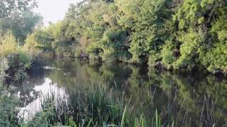 Barbel Fishing on the Warwickshire Avon [upl. by Aihsema]