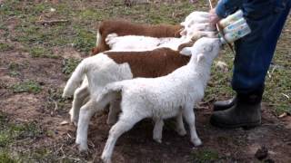 Bottle Feeding Baby Lambs [upl. by Nath]