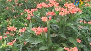 Package of practices for crossandra cultivation [upl. by Eelrak]