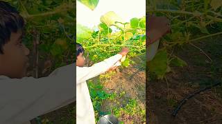 Harvesting Cucumber 🥒satisfying terracegraden cucumber cucumberplant plantcare plantlover [upl. by Ahtelahs]