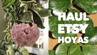 HAUL ETSY HOYA COMPACTA VARIEGATA amp HOYA KERRII SPLASH  de 12 jours pour arriver ⚠️ [upl. by Samal]