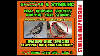 STARLING ONLY VERSION HUNTING PEST CONTROL CALL [upl. by Nalla]