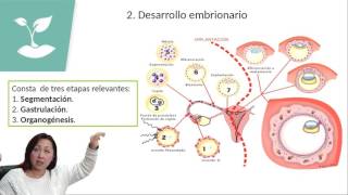 FECUNDACIÓN Y DESARROLLO EMBRIONARIOPSU BIOLOGÍACLASE Nº14 [upl. by Elyac198]