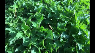 Stinging Nettle  Uses and Benefits [upl. by Nezam8]