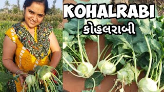 KOHALRABI  kohalrabi farming  knol khol  Coming soon kohalrabi salad  recipe in gujarati  આલકું [upl. by Ruben327]