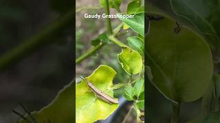 Gaudy Grasshopper Rare Insects 🦗🌱 asmr grasshopper gaudygrasshoppers insects grasshoppers [upl. by Toback]