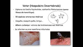 Leishmanioses  Aspectos clínicos imunológicos e laboratoriais [upl. by Ardnola]