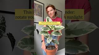 Why rotating houseplants is a good idea🪴 plantcare ficus houseplants indoorplants plants [upl. by Erret]