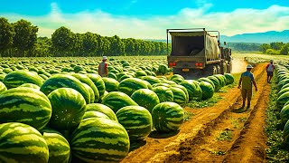 The Most Modern Agriculture Machines That Are INSANE  Watermelon Harvesting 🍉 [upl. by Llenrap]