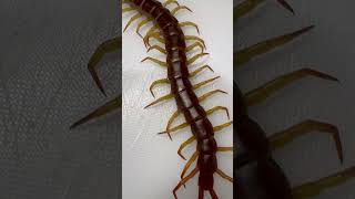 Giant Centipede Scolopendra Dehaani Flame Legs Singapore [upl. by Llereg]