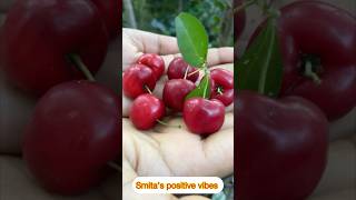 amazing fruit garden shorts shortvideo smita [upl. by Nylcaj338]