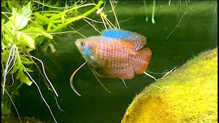 Dwarf Gourami Breeding Setup [upl. by Ymeon]